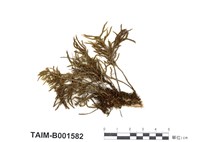 藏品(金氏美國萬年苔)的圖片